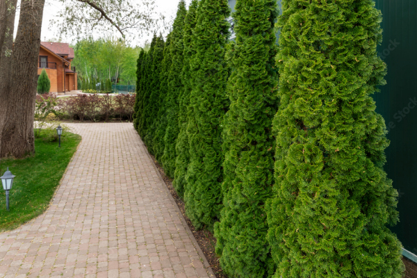 Planting & Hedge Installation