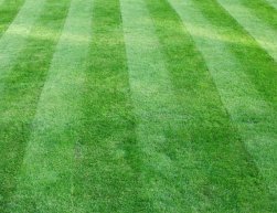 Lawn Maintenance