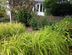 Rain Garden