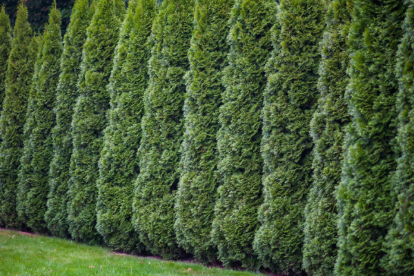 Green Giant Arborvitaes